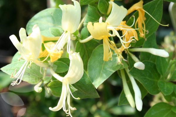 Japanese Honeysuckle